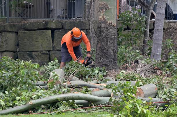 How Our Tree Care Process Works  in  Carter, TX