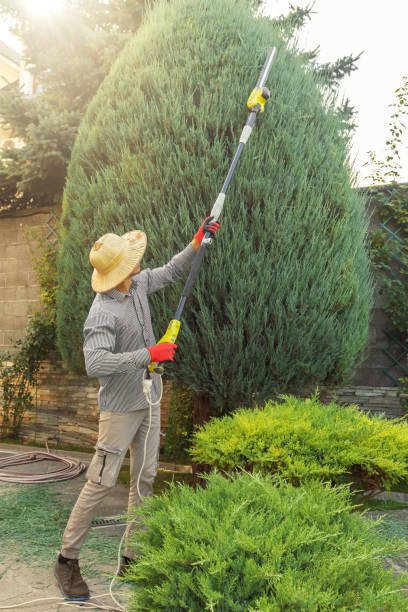 Leaf Removal in Carter, TX