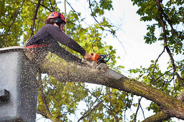 Tree and Shrub Care in Carter, TX